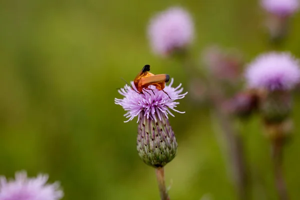 Malý Hmyz Fialovém Květu Teplého Letního Dne Louce — Stock fotografie