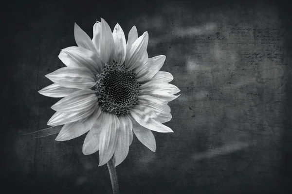 Bellissimo Girasole Bianco Nero Uno Sfondo Interessante — Foto Stock