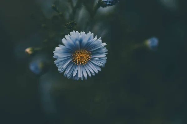 Hermosas Flores Azules Del Otoño Pasado Sobre Fondo Verde Jardín —  Fotos de Stock