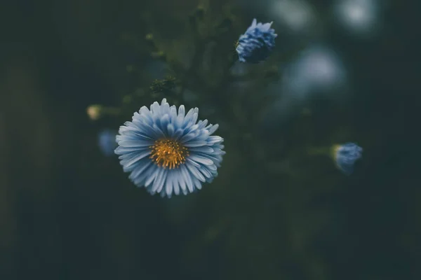 Hermosas Flores Azules Del Otoño Pasado Sobre Fondo Verde Jardín —  Fotos de Stock