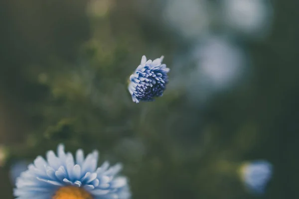 Красиві Останні Осінні Сині Квіти Зеленому Тлі Саду Крупним Планом — стокове фото