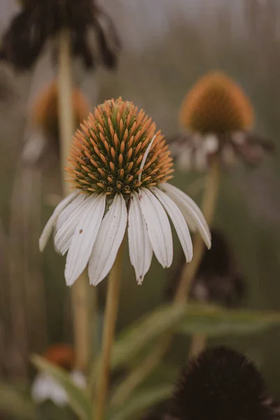 beautiful summer flower in the garden on a beige background