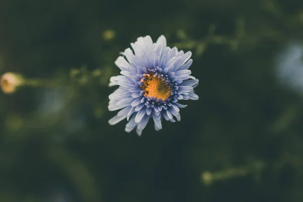 Hermosas Flores Azules Del Otoño Pasado Sobre Fondo Verde Jardín — Foto de Stock