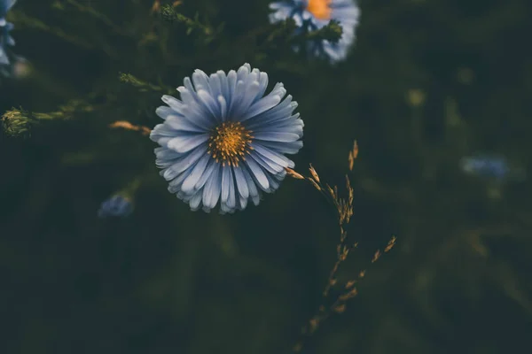 Hermosas Flores Azules Del Otoño Pasado Sobre Fondo Verde Jardín —  Fotos de Stock