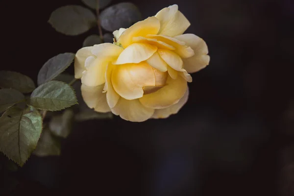 Beautiful Yellow Rose Background Green Leaves Closeup Warm Summer Day — Stock Photo, Image