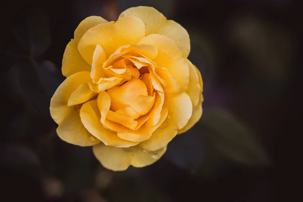 Piękna Żółta Róża Tle Zielonych Liści Zbliżeniu Ciepły Letni Dzień — Zdjęcie stockowe
