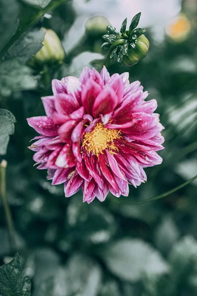 Bella Dalia Viola Nel Giardino Sullo Sfondo Foglie Verdi — Foto Stock