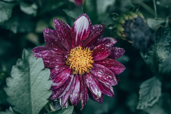 Bella Dalia Viola Nel Giardino Sullo Sfondo Foglie Verdi — Foto Stock