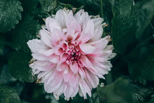 Bella Dalia Viola Nel Giardino Sullo Sfondo Foglie Verdi — Foto Stock