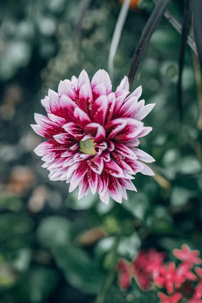 Bella Dalia Viola Nel Giardino Sullo Sfondo Foglie Verdi — Foto Stock