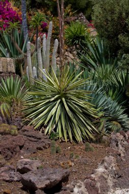 Puerto de Mogan, Gran Canaria, İspanya 'da güzel bir çiçek dekoru.