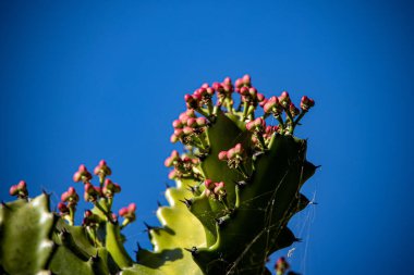 Güzel, egzotik yeşil kaktüs, sıcak bir tatil gününde botanik bahçesinde.