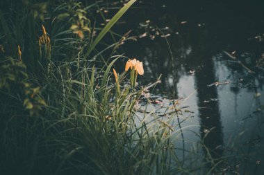 Gri sisli bir günde, çimlerin arasından akan küçük, güzel bir nehir.