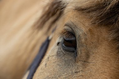 Güzel, büyük kahverengi at gözü yakından.