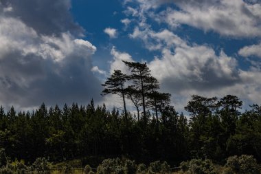 Gri bulutlu güzel gökyüzü ılık bir yaz gününde yeşil ağaçların arka planında