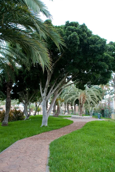 Beautiful Landscape Road Exotic Palm Trees — Stock Photo, Image