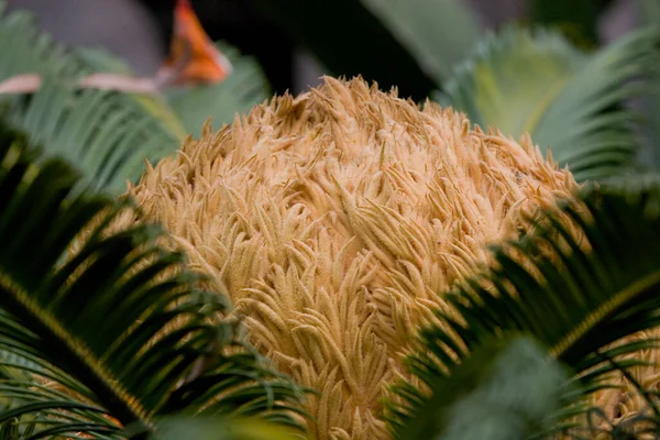 Beautiful Background Green Brown Palm Tree Closeup — Stock Photo, Image