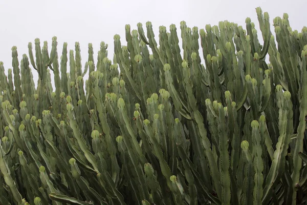 Magnifique Fond Avec Cactus Vert Dans Environnement Naturel Close — Photo