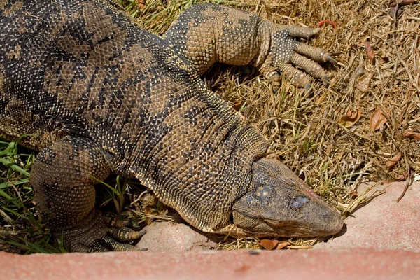 Hermoso Gran Depredador Lagarto Dragón Primer Plano —  Fotos de Stock