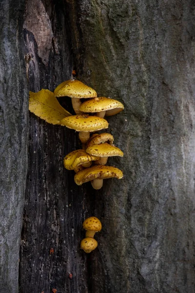 Gelbe Pilze Wachsen Stamm Eines Braunen Baumes Einem Park Großaufnahme — Stockfoto
