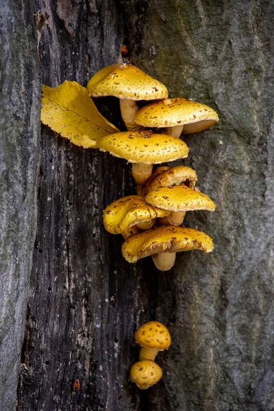 Champignons Jaunes Poussant Sur Tronc Arbre Brun Dans Parc Gros — Photo