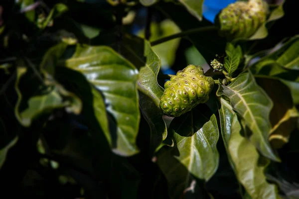 Hermoso Cactus Verde Exótico Jardín Botánico Cálido Día Vacaciones — Foto de Stock