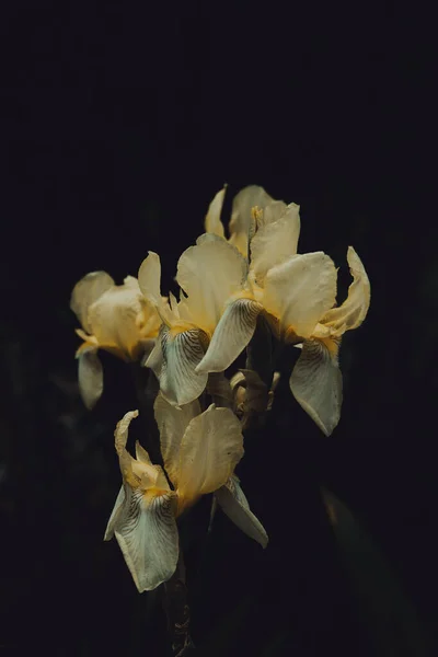 Krásná Žlutá Květina Tmavém Pozadí Zahradě — Stock fotografie