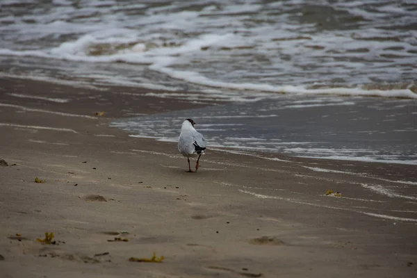 Bela Gaivota Branca Andando Praia Dia Verão — Fotografia de Stock