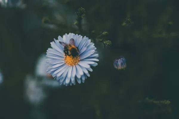 Krásný Loni Podzim Modré Květy Zeleném Pozadí Zahradě Close — Stock fotografie