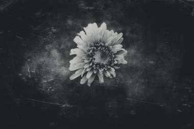 Güzel geçen sonbahar mavi çiçekleri bahçedeki yeşil arka planda yakın plan