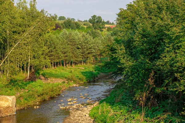 Vackert Landskap Med Fjällbäck Som Rinner Bland Träd Sommardag Polen — Stockfoto