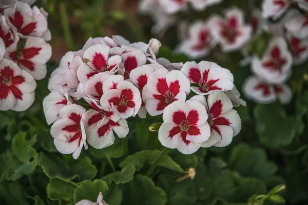 beautiful red and white flowers on a green background in the garden