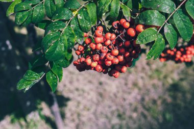 Güzel kırmızı Rowan, yeşil yaprakların arasında, gün ışığında ağaçta.
