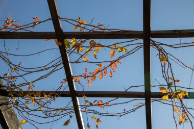 Güzel kırmızı sonbahar üzümleri ahşap bir sarmaşık üzerinde mavi bir gökyüzüne karşı