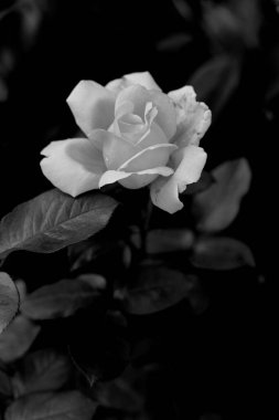 Bahçedeki güzel gül yeşil yaprakların arka planında