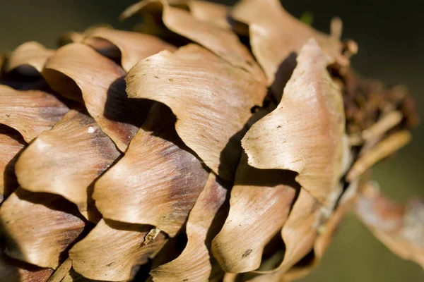 Mooie Abstracte Achtergrond Met Bruine Dennenappels Close — Stockfoto