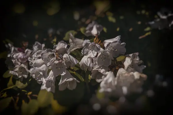 特写中的绿叶中的美丽的白花 — 图库照片