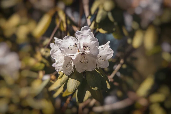 Bela Flor Branca Entre Folhas Verdes Close — Fotografia de Stock