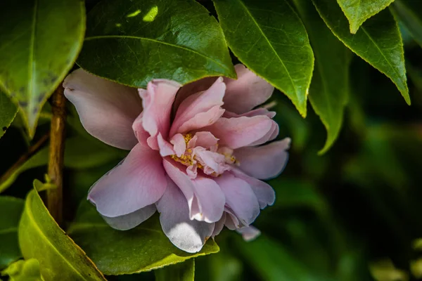 Mooie Roze Bloem Tussen Groene Bladeren Close — Stockfoto