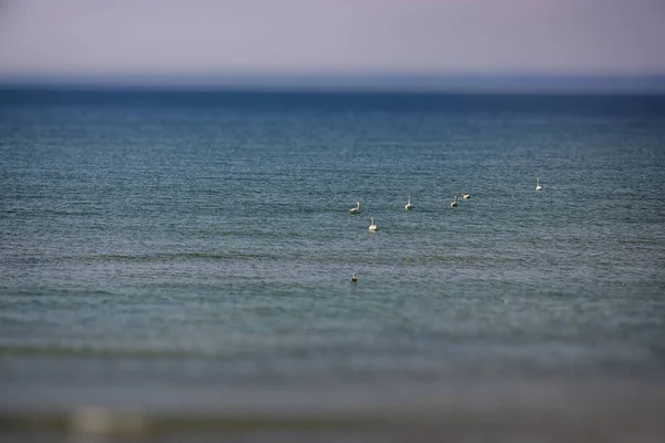 Hermoso Paisaje Vacaciones Tranquilo Del Mar Báltico Polaco Con Gaviotas — Foto de Stock