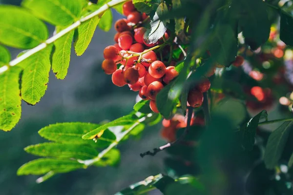 Beautiful Red Rowan Green Leaves Tree Warm Sunshine — Stock Photo, Image