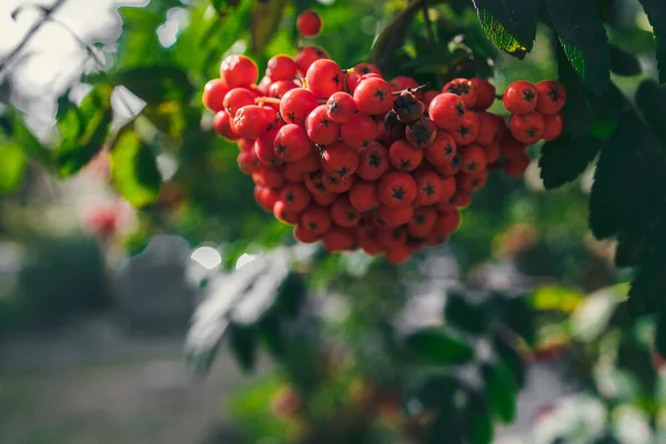 Bellissimo Sorbo Rosso Tra Foglie Verdi Albero Sotto Caldo Sole — Foto Stock