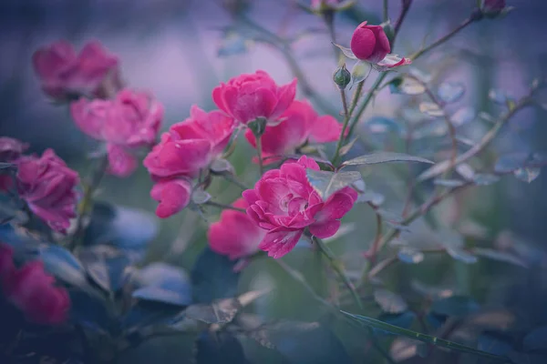 緑の葉を背景に庭に美しいバラ — ストック写真