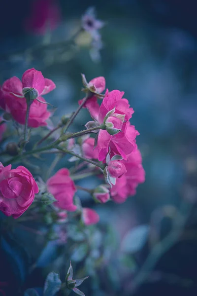 Schöne Rose Garten Vor Dem Hintergrund Grüner Blätter — Stockfoto