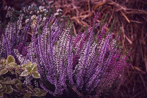 Purpurheide Herbstlichen Garten Mit Warmem Sonnenschein — Stockfoto