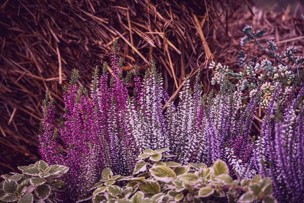 Paarse Heide Herfsttuin Met Warme Zon — Stockfoto