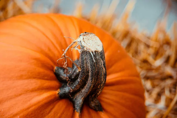 Mooie Grote Oranje Herfstpompoen Tuin — Stockfoto