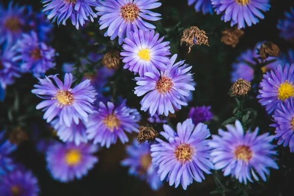 Belas Flores Azuis Outono Passado Fundo Verde Jardim Close — Fotografia de Stock