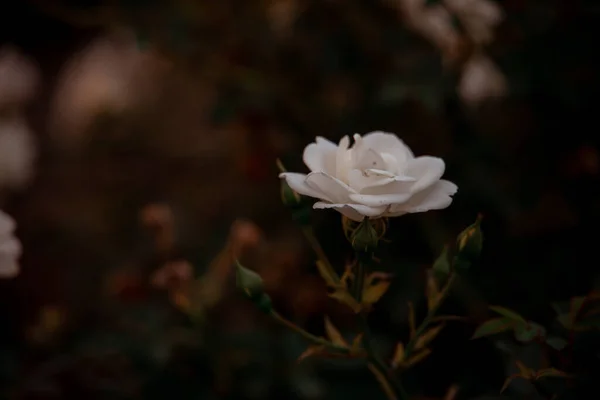 Krásná Růže Zahradě Pozadí Zelených Listů — Stock fotografie