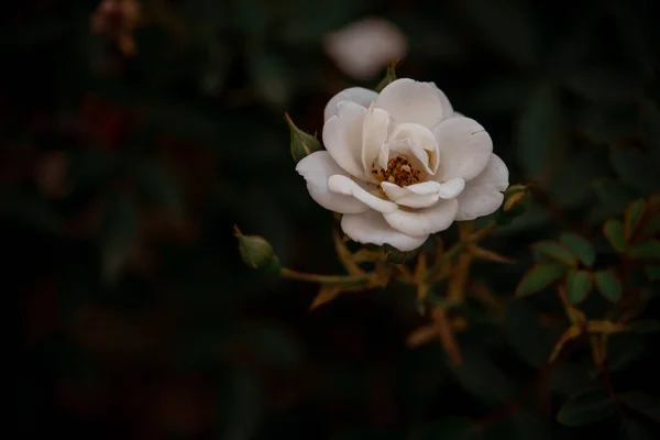 Beautiful Rose Garden Background Green Leaves — Stock Photo, Image